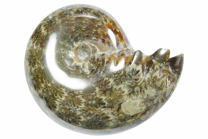 Polished Ammonite (Phylloceras) Fossil - Madagascar #349814
